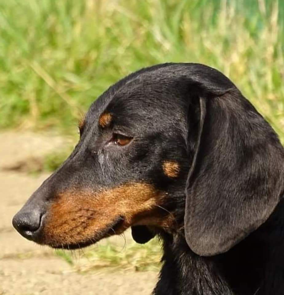 Darko von holschendorf