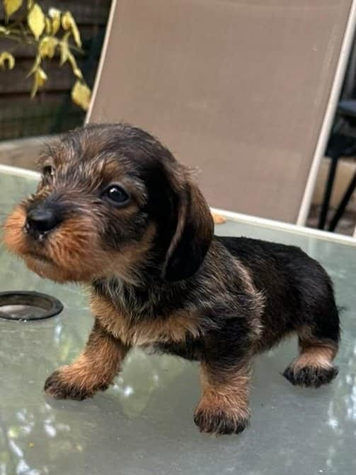 Du Domaine Des Quartaniers - Chiots disponibles - Teckel