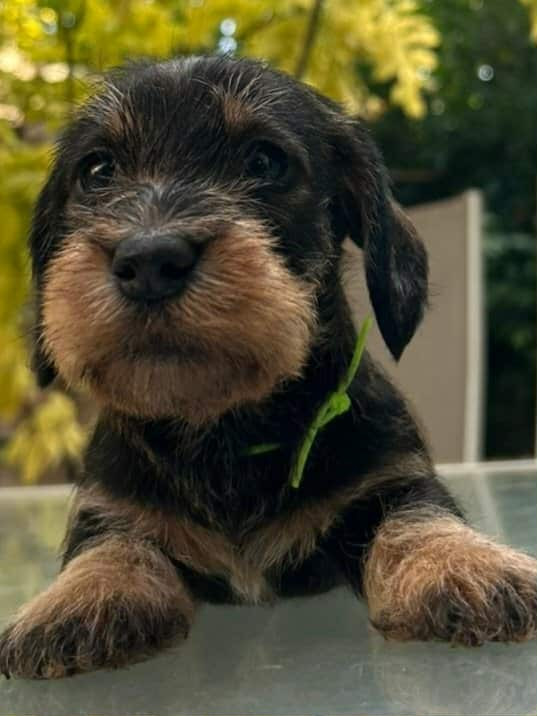 Du Domaine Des Quartaniers - Chiots disponibles - Teckel