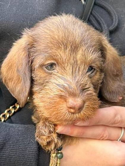 Du Domaine Des Quartaniers - Chiots disponibles - Teckel