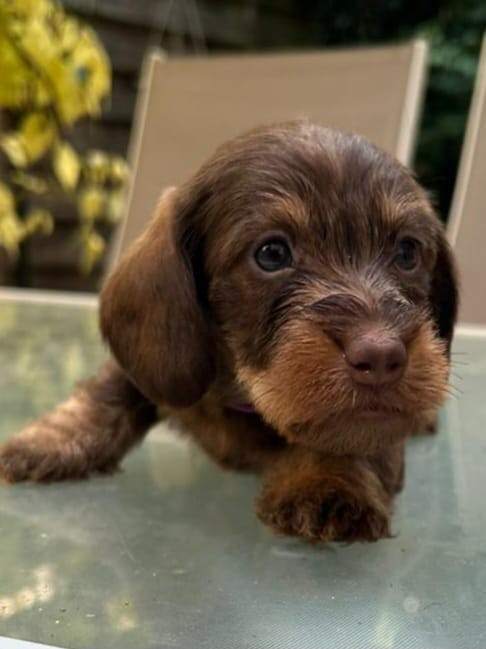 Du Domaine Des Quartaniers - Chiots disponibles - Teckel