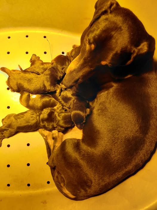 Du Domaine Des Quartaniers - Teckel - Portée née le 01/01/2026