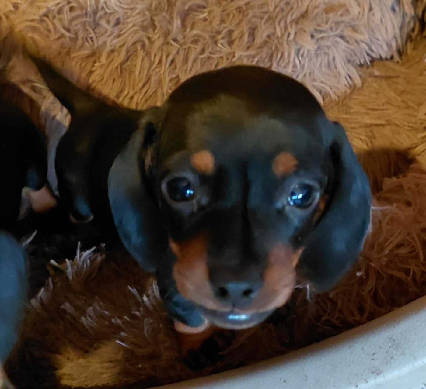 Du Domaine Des Quartaniers - Chiots disponibles - Teckel