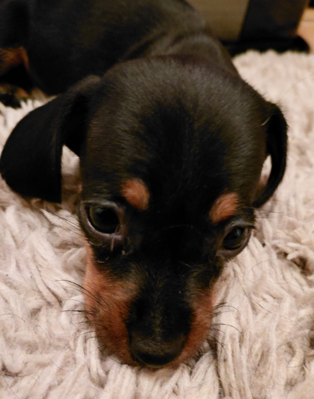 Du Domaine Des Quartaniers - Chiots disponibles - Teckel