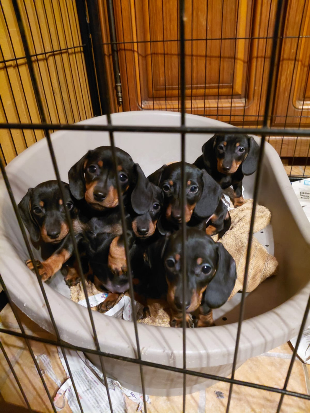 Chiot Teckel poil ras Du Domaine Des Quartaniers