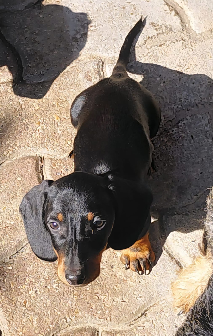 Du Domaine Des Quartaniers - Chiots disponibles - Teckel poil ras