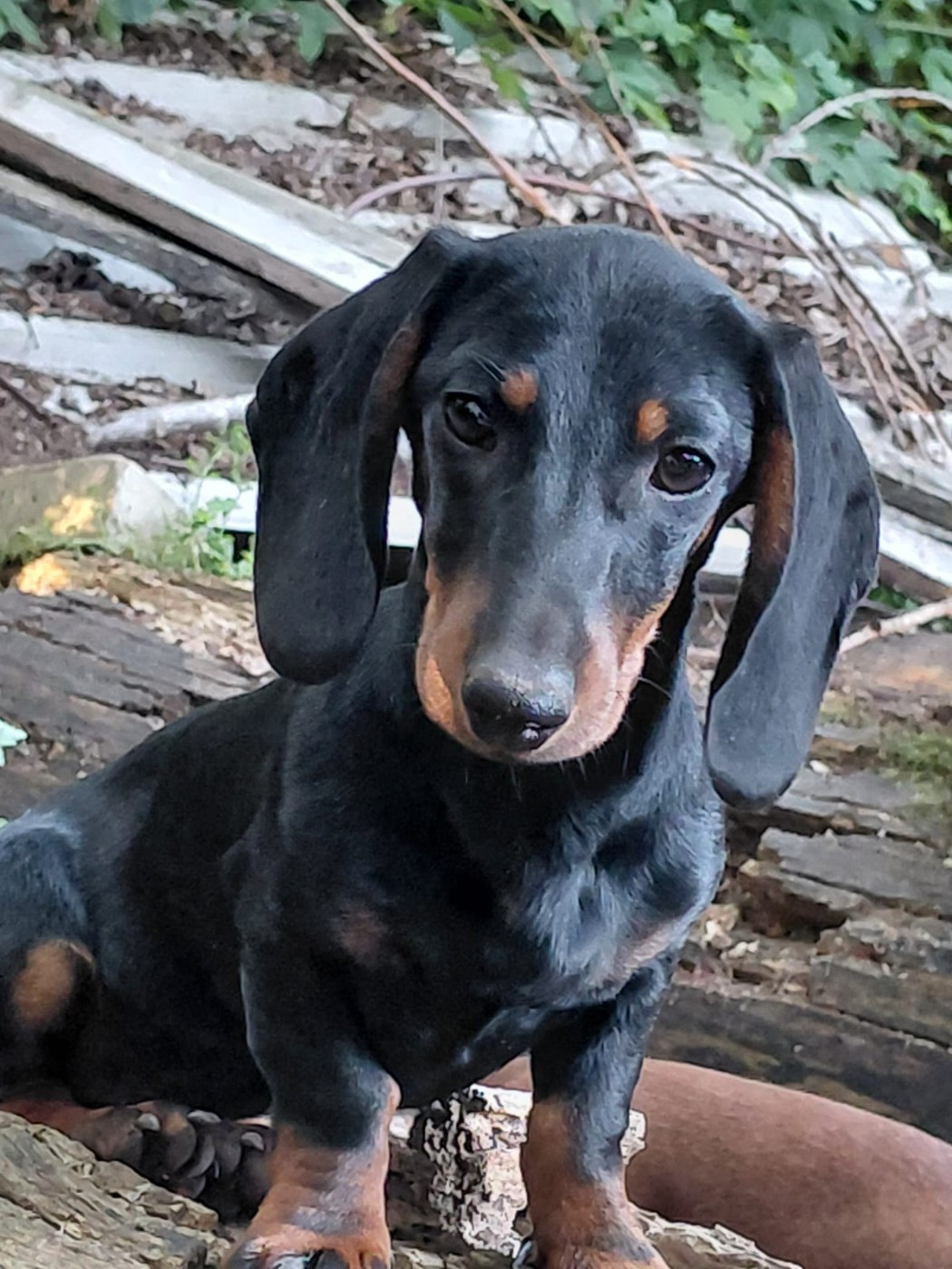 Du Domaine Des Quartaniers - Chiots disponibles - Teckel poil ras
