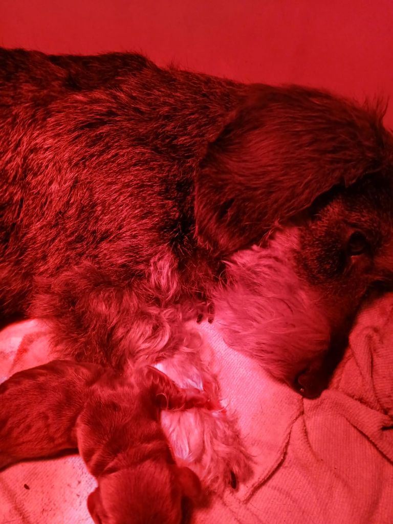 Chiot Teckel Du Domaine Des Quartaniers